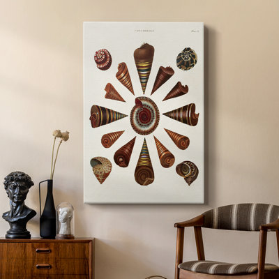 Spiral Shell Formation IV - Gallery Cavas
