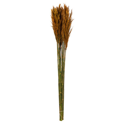 Ensemble de roseaux à plumes naturelles Zellmer, préservé Ensemble de roseaux d'automne 36 po Freeport Park® (15 à 20 tiges), préservé