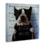 Drôle de Boston Terrier, prisonnier de police par Lucia Heffernan-106208893-106208899