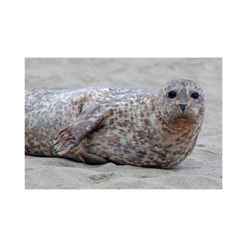 " Harbor Seal Pup " by Brian Wolf, 12" H x 18" W x 1.5" D