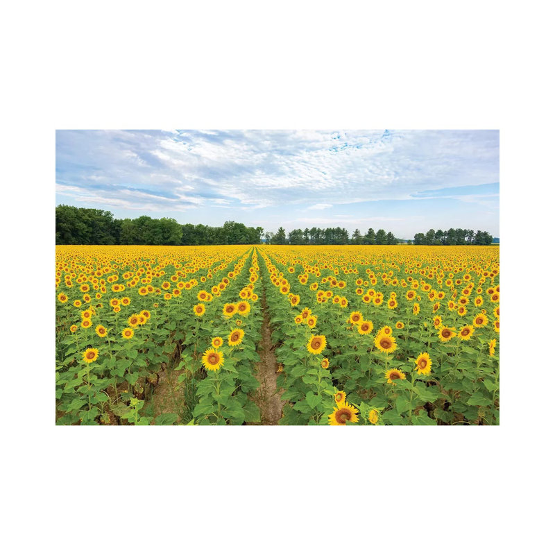 " Sunflowers In Field, Jasper County, Illinois. " by Richard & Susan Day, 40" H x 60" W x 1.5" D