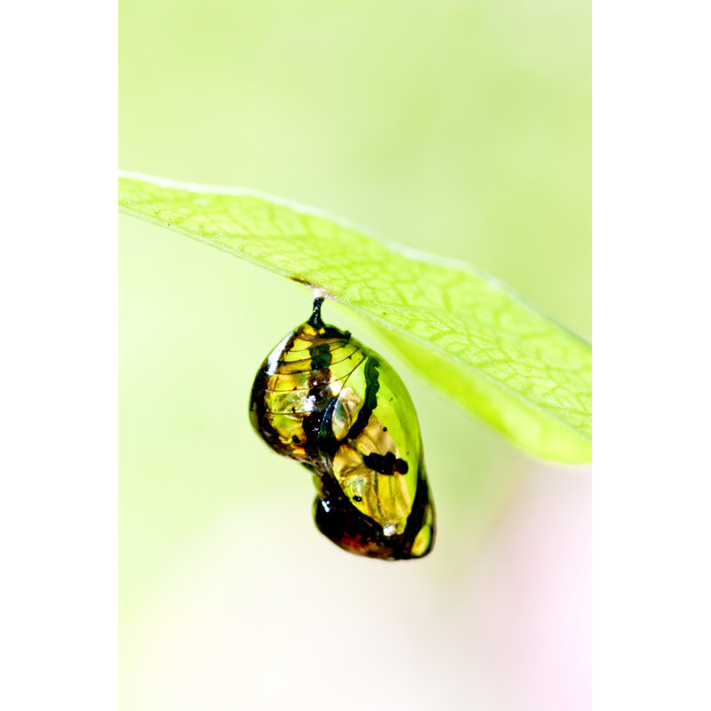 Butterfly Chrysalis - Wrapped Canvas Print, 30cm H x 20cm W x 3.8cm D