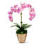 Rowan Orchid Arrangement in Gold Planter-318355480