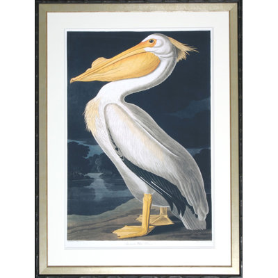 American White Pelican Print by Audubon
