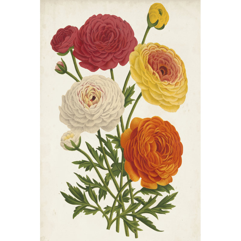 Vintage Garden Beauties II by Horto Van Houtteano - Wrapped Canvas Art Prints, 46cm H x 30cm W x 3.8cm D