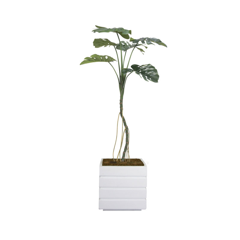 Plante de 65 po, Blanc