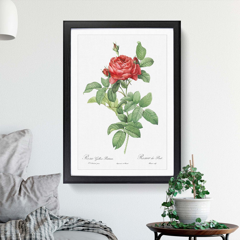 Red Gallic Roses by Pierre-Joseph Redoute - Picture Frame Painting Print, 65cm H x 48cm W x 2cm D, Black Framed