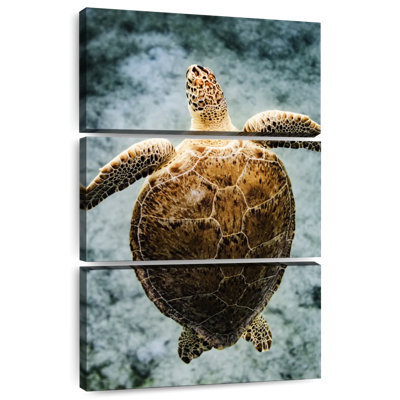 Brampt Virgin Islands Turtle