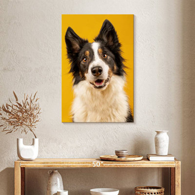Brampt Adorable Border Collie