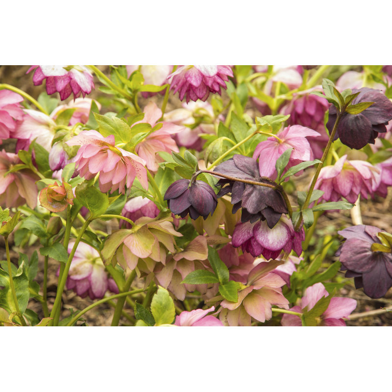 Closeup Of Hellebore by Egschiller - Wrapped Canvas Print, 30cm H x 46cm W