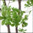 300CMARTIFICIAL DISC LEAF TREE-363329148