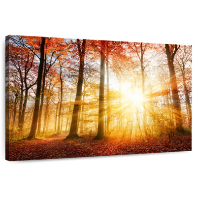 Alvord Warm Autumn Sunlit Forest