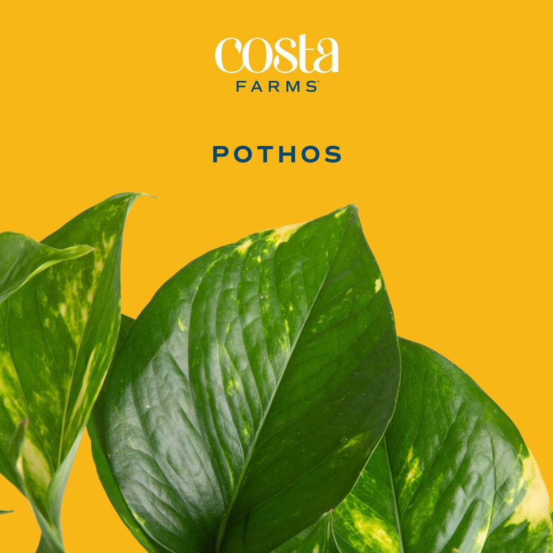 Golden Pothos Devil's Ivy in Ceramic Planter
