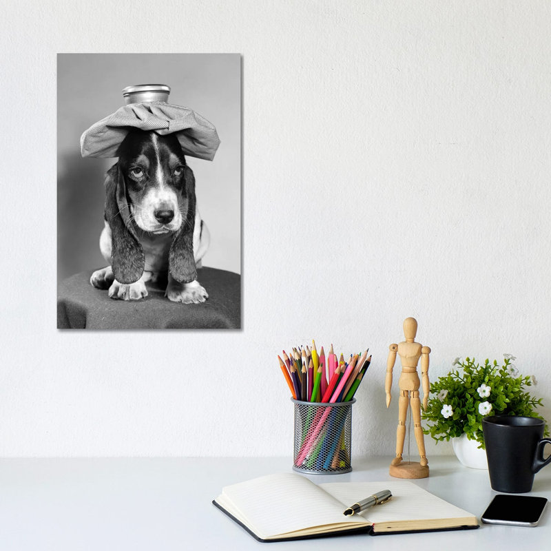 Bassett Hound Dog With Ice Pack On Head - Wrapped Canvas Print, 20.32 cm H x 30.48 cm W