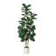 Plant-1065178082