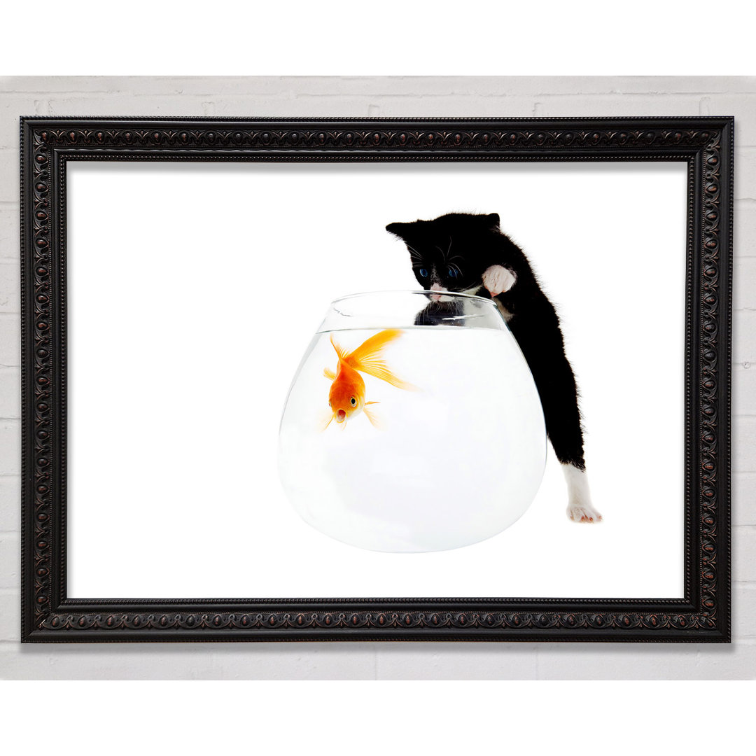 Kitten Fish Bowl - Einzelner Bilderrahmen Kunstdrucke