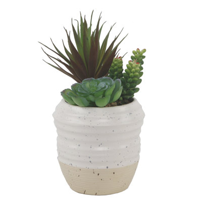 Plante succulent dans un pot de fleurs