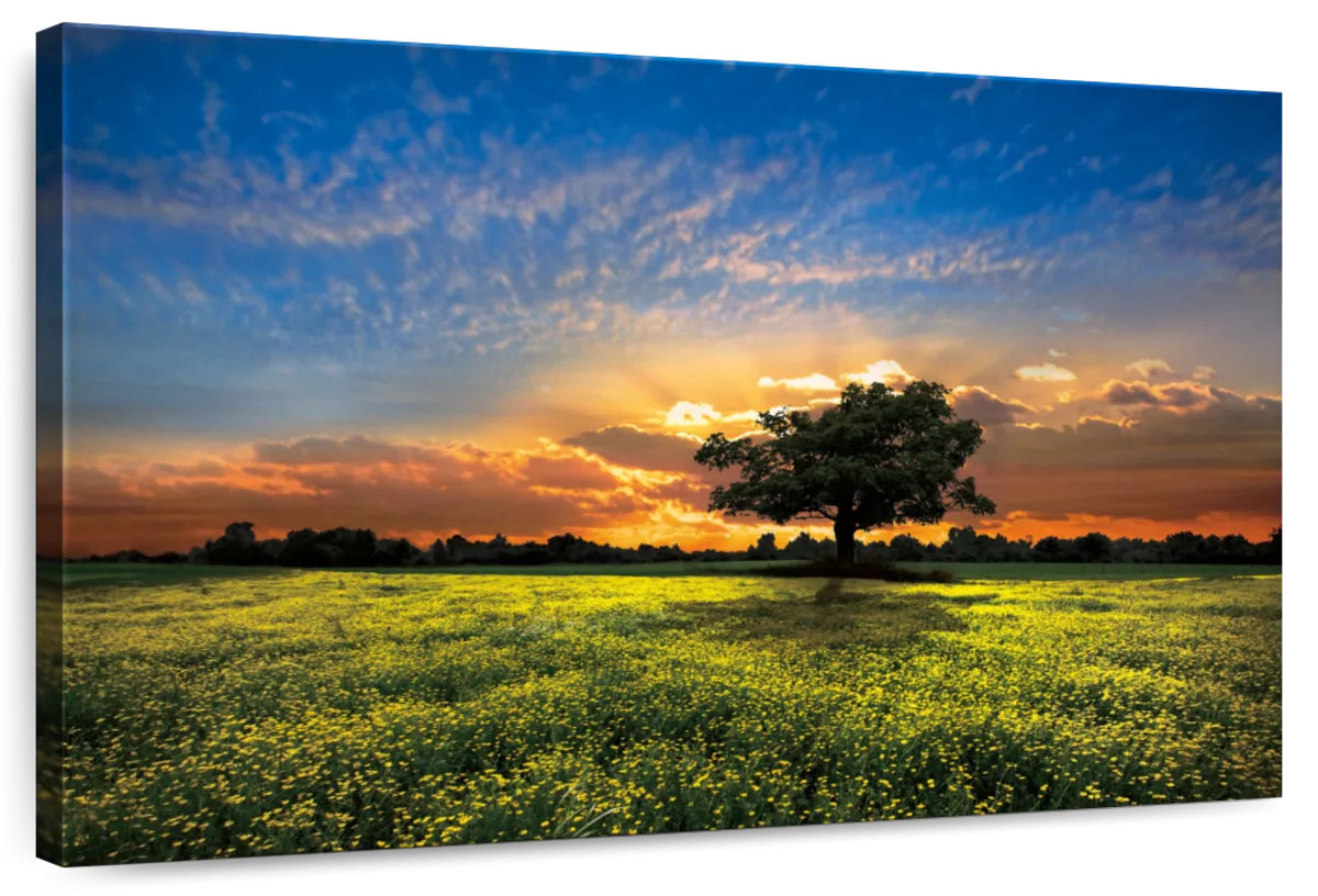 Millwood Pines Alvord Shadows At Sunset | Wayfair