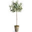 Conservatory Faux Olive Tree Tree in Ceramic Pot-676665614