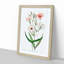 White & Pink Viscaria Flowers - Framed Print-55641833-55641839