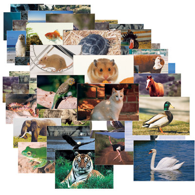 Animals  Insects Poster Set