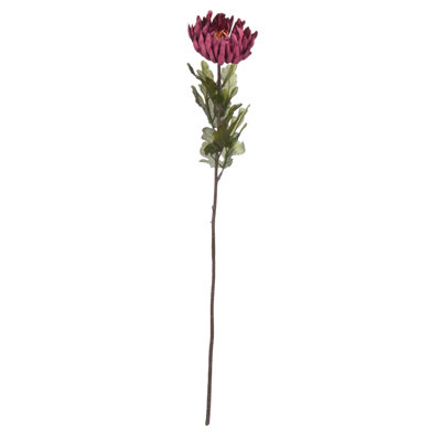 Anastasija Arrangement