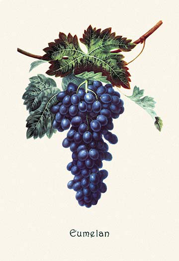 « eumelan raisins », reproduction d’art, 42" H x 28" W x 1.5" D