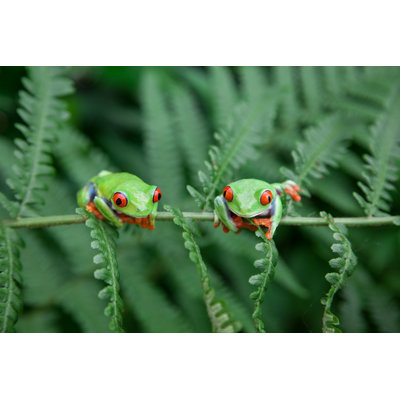 Deux grenouilles sur une plante par Kerkla