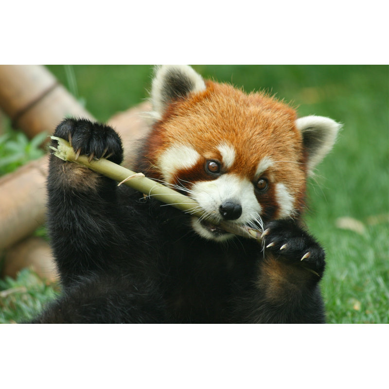 Red Panda par Iannomadav - photographie sur toile tendue, L 18 po x H 12 po