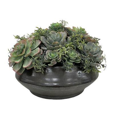 SUCCULENT DANS LA PLANTÉE CONTEMPORAINE