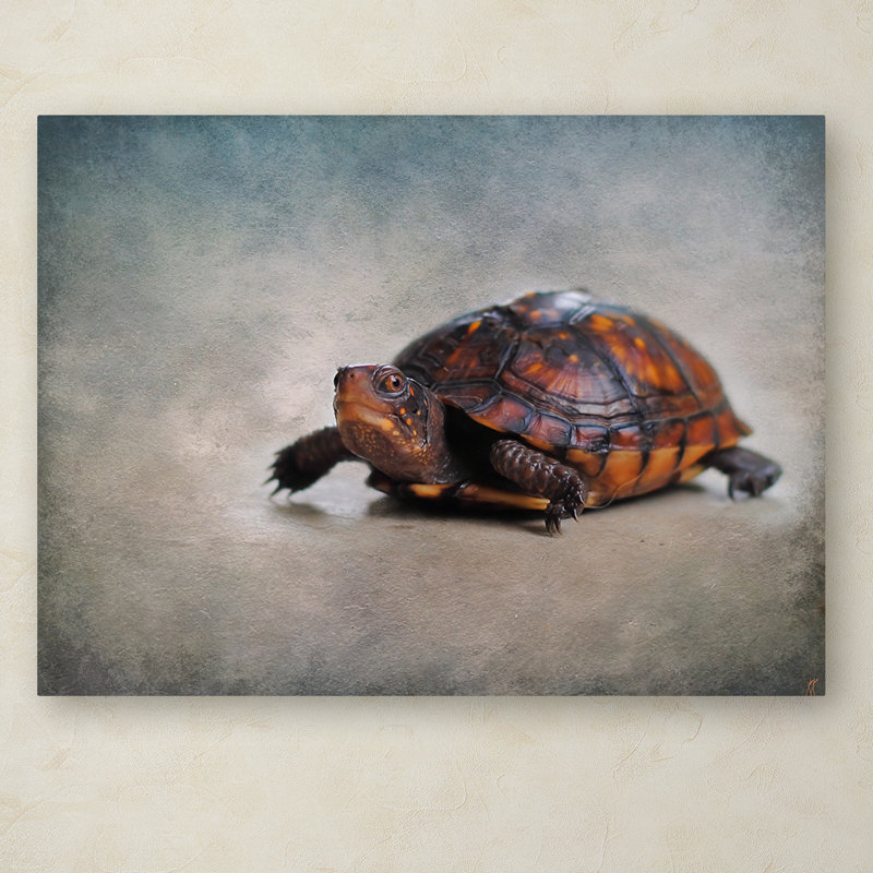 «Box Turtle Portrait» par Vidur, impression sur toile tendue, H 18 po x l 24 po