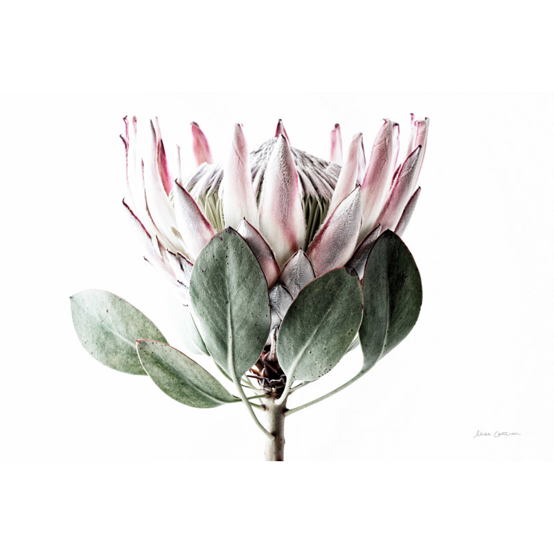 Protea pâle - détail III, H 24 po x l 36 po