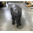 Baby Elephant Table Top Statue