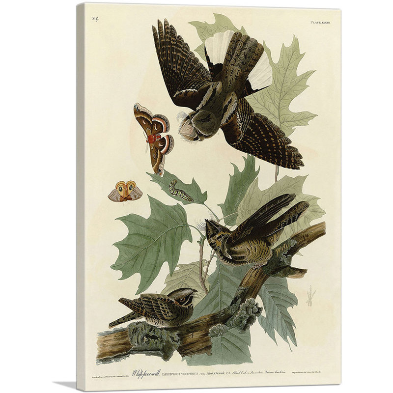 «Whip-Poor-Will» par James Audubon, reproduction d'art sur toile tendue, H 26 po x l 18 po x P 0,75 po