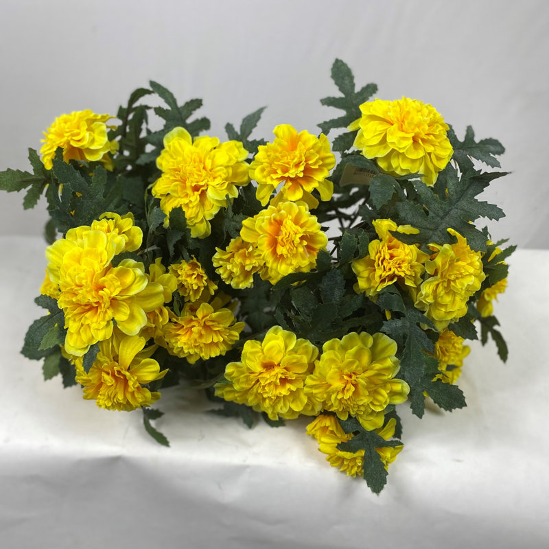 Marigold Bush, Jaune