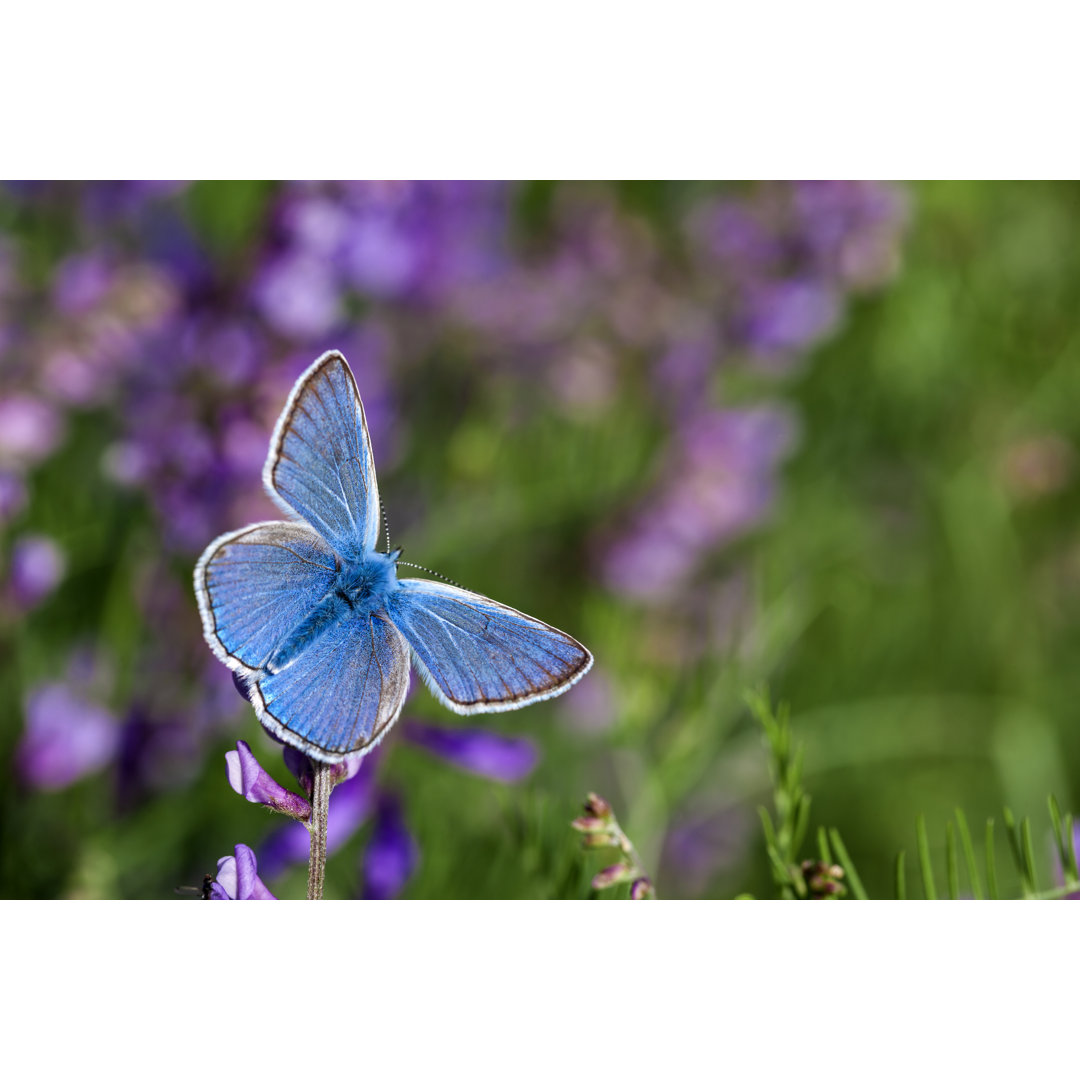 Blauer Schmetterling auf Blume von Guvendemir - Kunstdrucke auf Leinwand ohne Rahmen