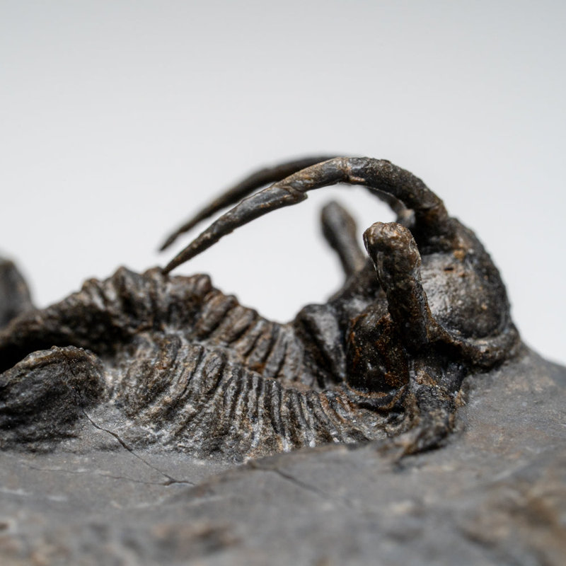 Kolihapeltis Chlupaci Trilobite From Djebel Oufaten, Morocco (154.5 Grams)