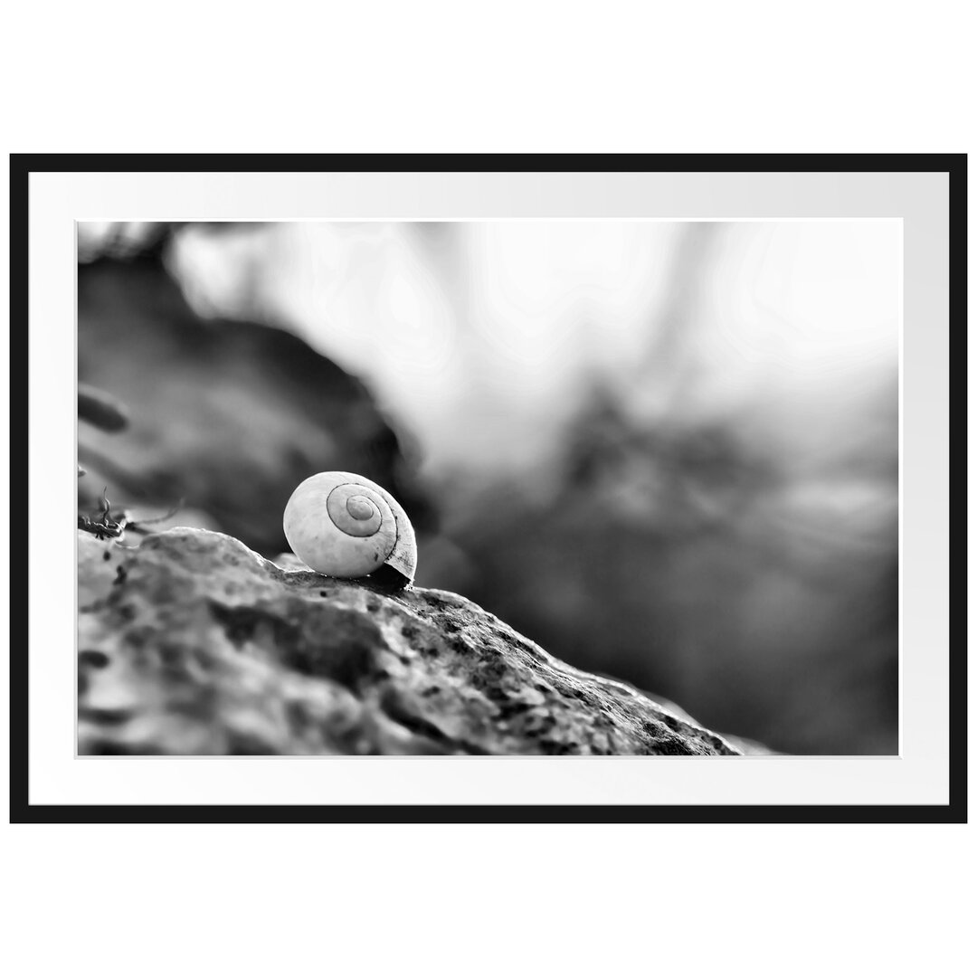 Gerahmtes Poster Kleine Schnecke auf Stein