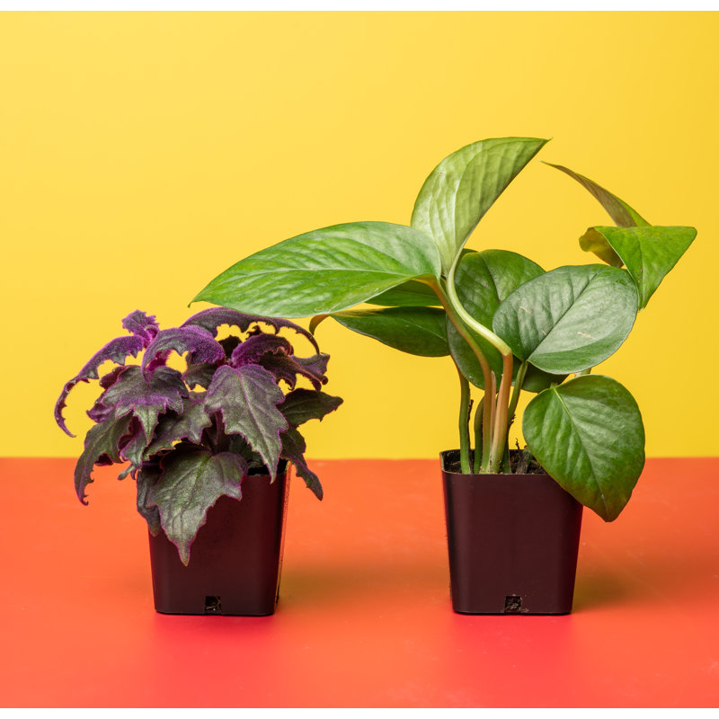 Assorted Easy Care Houseplants in 2" Plastic Pots