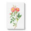 Pink Queen Elizabeths Sweetbriar Rose by Pierre-Joseph Redoute - Wrapped Canvas-55325455