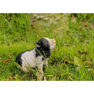 Baby Pig Sitting