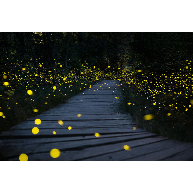 Fireflies Flying par Diana Radicchi - Photographie sur toile tendue, H 12 po x l 18 po