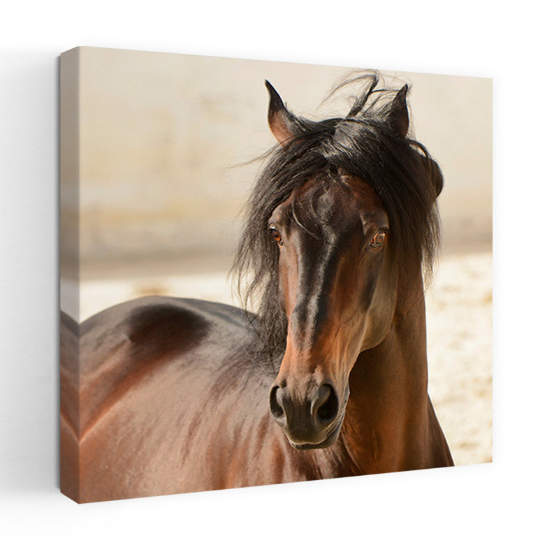 Casanova, cheval contemporain, art animalier, H 24 po x l 24 po