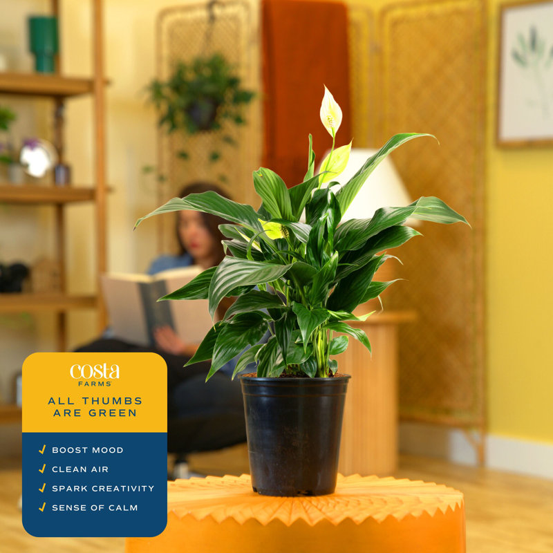 Peace Lily in Grower Pot
