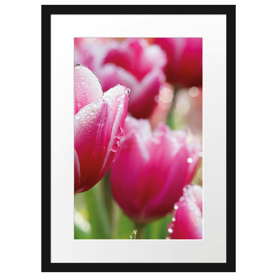 Gerahmtes Poster Tulpen mit Morgentau