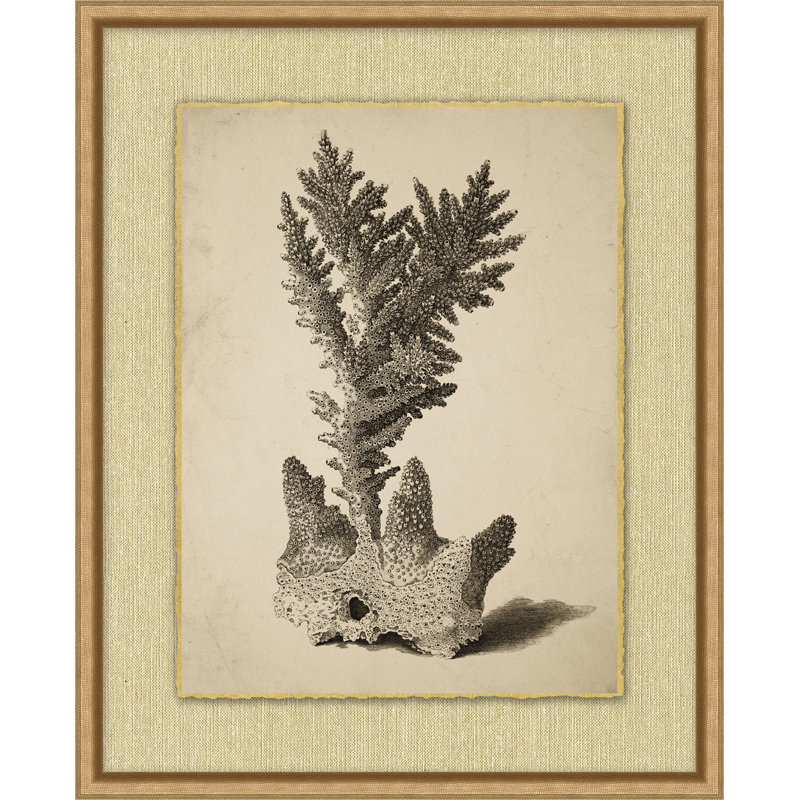 Sepia Sealife 1 Print