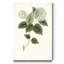 « Sauge Botanical I », reproduction d’art sur toile tendue-698939696