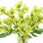 Orchid Floral Arrangement in Glass Vase