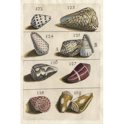 Shell Collection I - Wrapped Canvas Painting