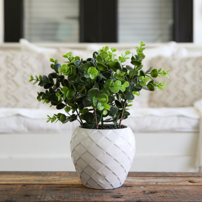 Winn 11'' Faux Boxwood Plant in Ceramic Planter